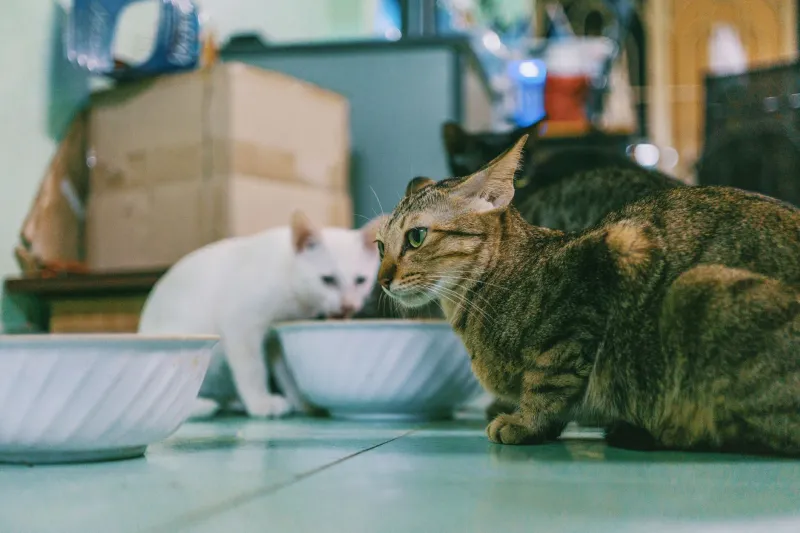 Cast Iron Stomach: The Weird Biology That Lets Your Cat Eat Garbage and Shrug It Off