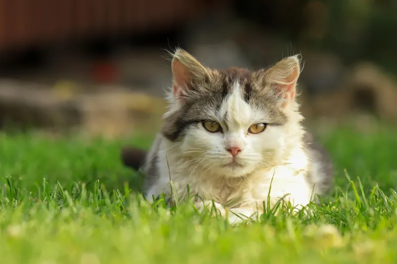 Stop Misreading the Tail: A Field Guide to What Your Cat Is Actually Trying to Tell You