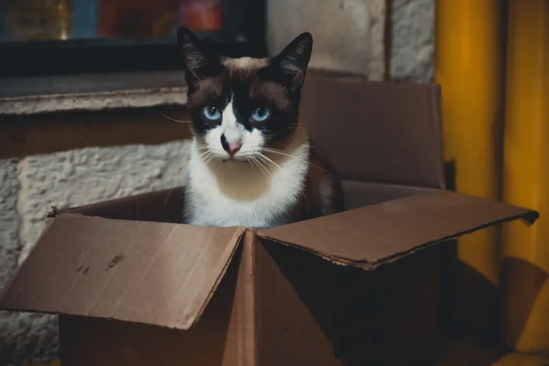 You Spent $300 on a Cat Palace and They Chose a Box: Here's Why Your Cat Is Actually a Genius