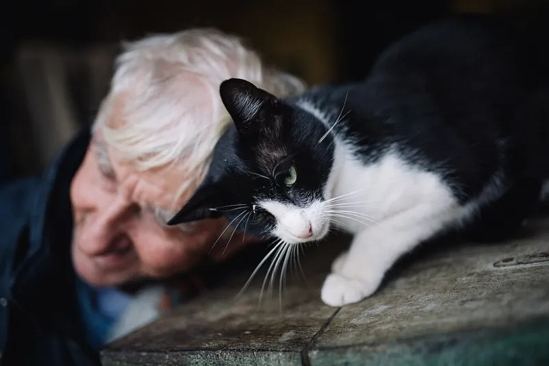 Your Cat's Whiskers Are Basically a Built-In Supercomputer (And They Know It)