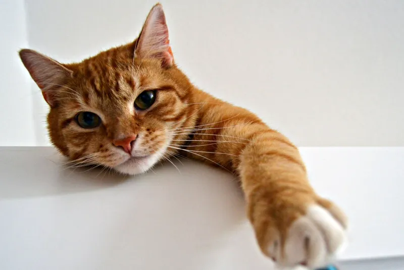 Caught Red-Pawed: The Documented Evidence That Your Cat Is Smarter Than Your Deadbolt