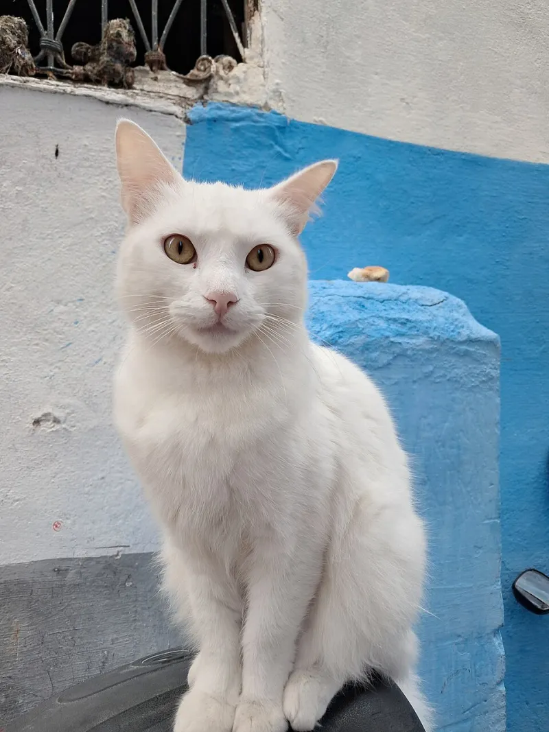 Lost in Translation: Decoding the Secret Signals Your Cat Has Been Sending You All Along