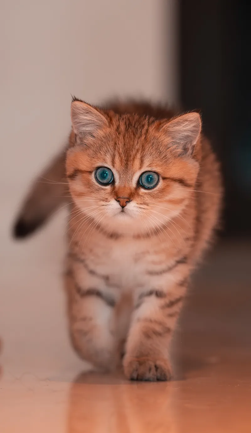 The Rumble Report: Decoding Every Purr Your Cat Has Ever Made