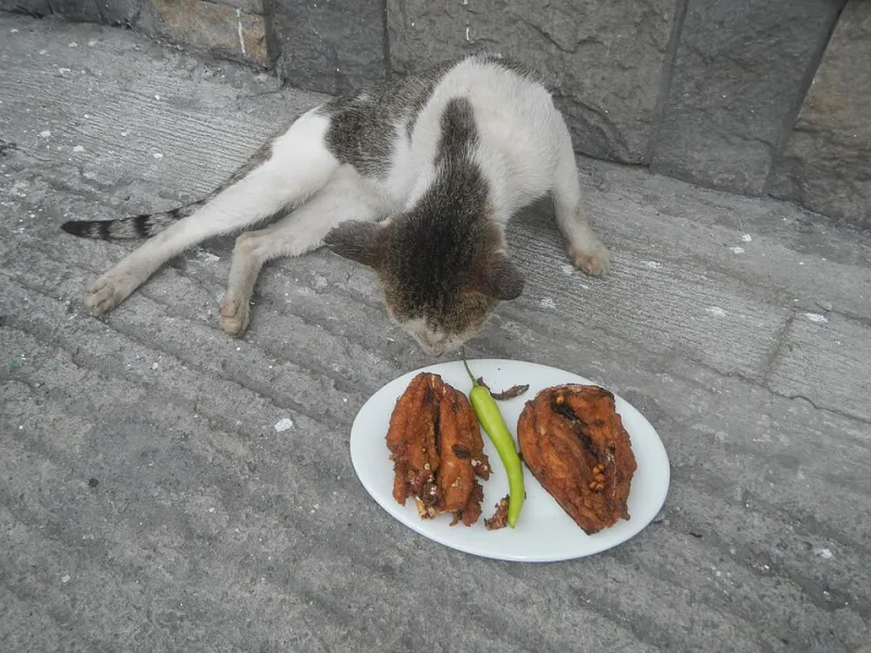 Flavor Fail: The Hilariously Broken Taste Science That Makes Your Cat the World's Pickiest Eater