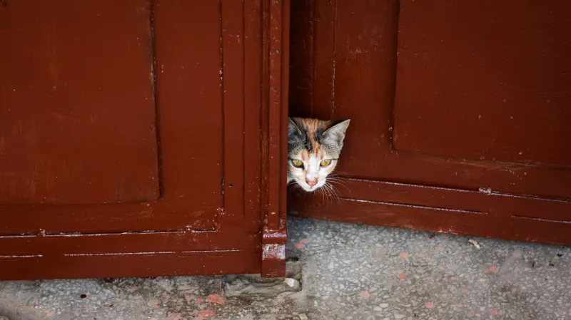 Gone in Sixty Seconds: The Covert Life Your Indoor Cat Is Living Behind Your Back
