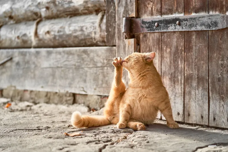 Houdini Has Four Paws: The Uncanny Science Behind Your Cat's Door-Opening Obsession