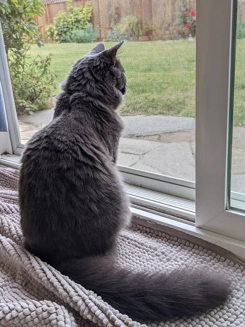 Locked In or Let Loose? What the Research Actually Says About Indoor vs. Outdoor Cats