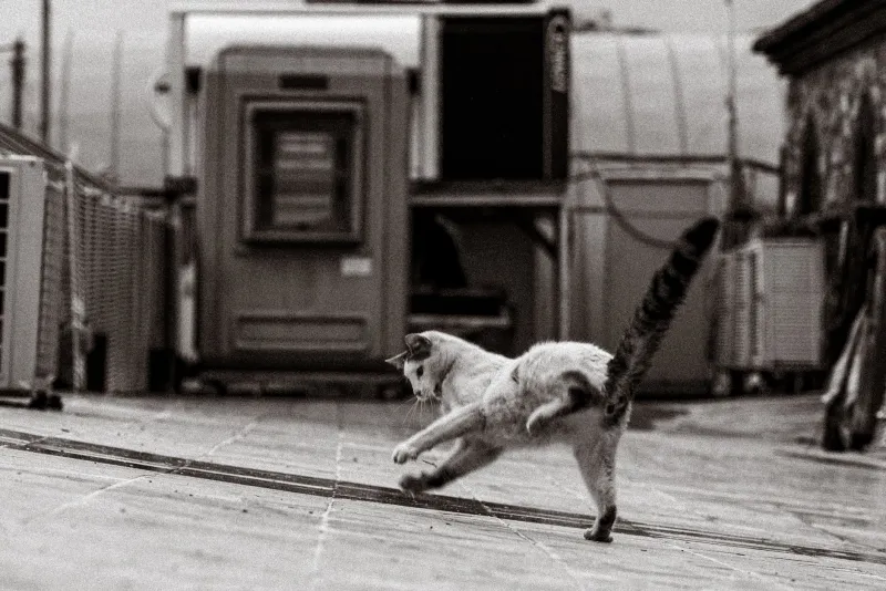 Sorry to Break It to You, But Your Cat Doesn't Have Nine Lives — Here's What It Actually Has Instead