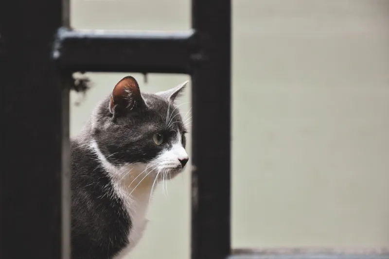 No Privacy Allowed: The Hilariously Invasive Reason Your Cat Supervises Every Bathroom Trip