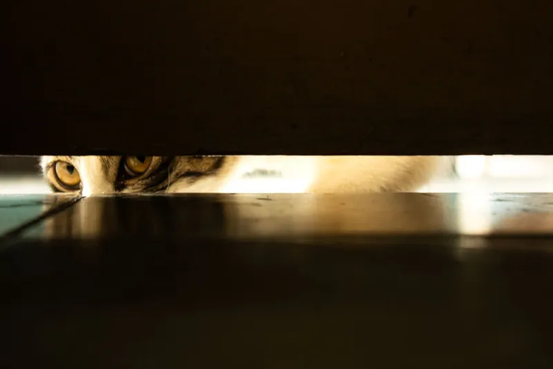 Puddle Cat: The Freaky Feline Anatomy That Turns Your Pet Into a Furry Shapeshifter