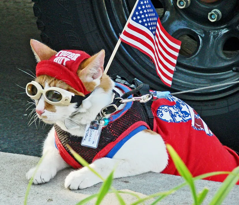 Hired! The Purrfect Career Match for Every Type of Cat Personality