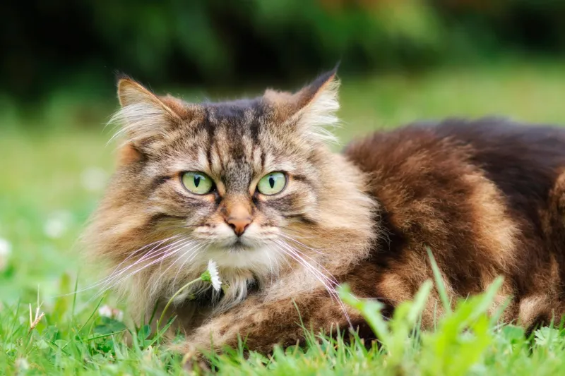 Chaos Mode Activated: The Real Science Behind Your Cat's Hourly Personality Overhaul