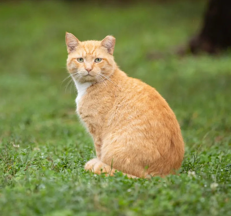 Eyes Wide Shut: Is Your Cat's Adorable Slow Blink a Genuine Kiss or a Con Job?