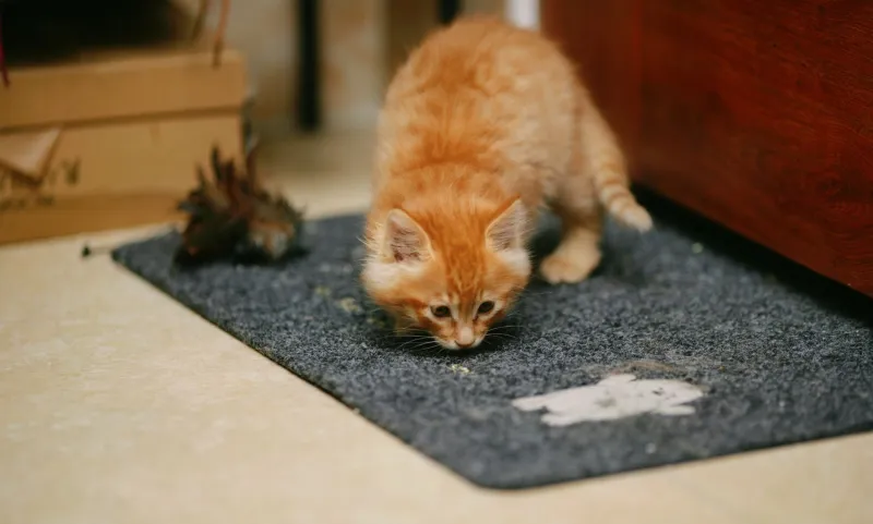 Sock Thief, Jewelry Bandit, Hair Tie Hoarder: The Unexpectedly Deep Reason Your Cat Steals Everything You Own