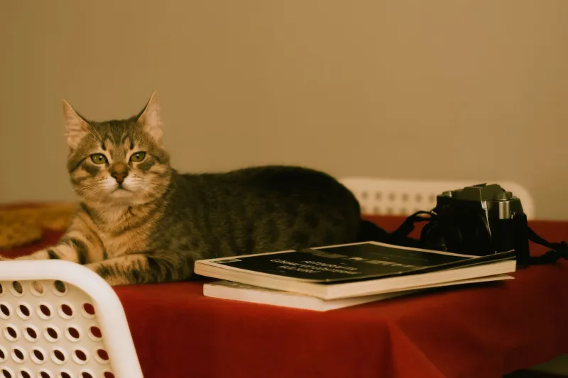 Gravity Is Just a Theory: The Surprisingly Brilliant Reason Your Cat Pushes Everything Off the Counter