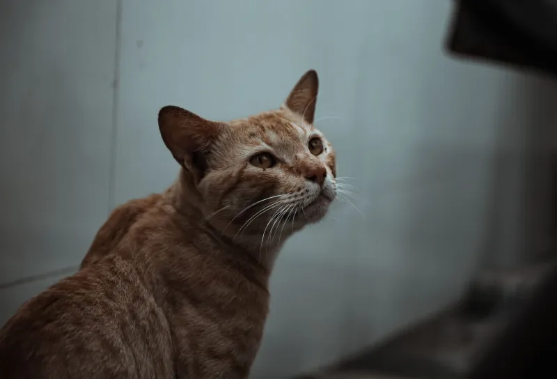 When Your Cat Declares War on the Litter Box, It's Actually Sending You a Telegram